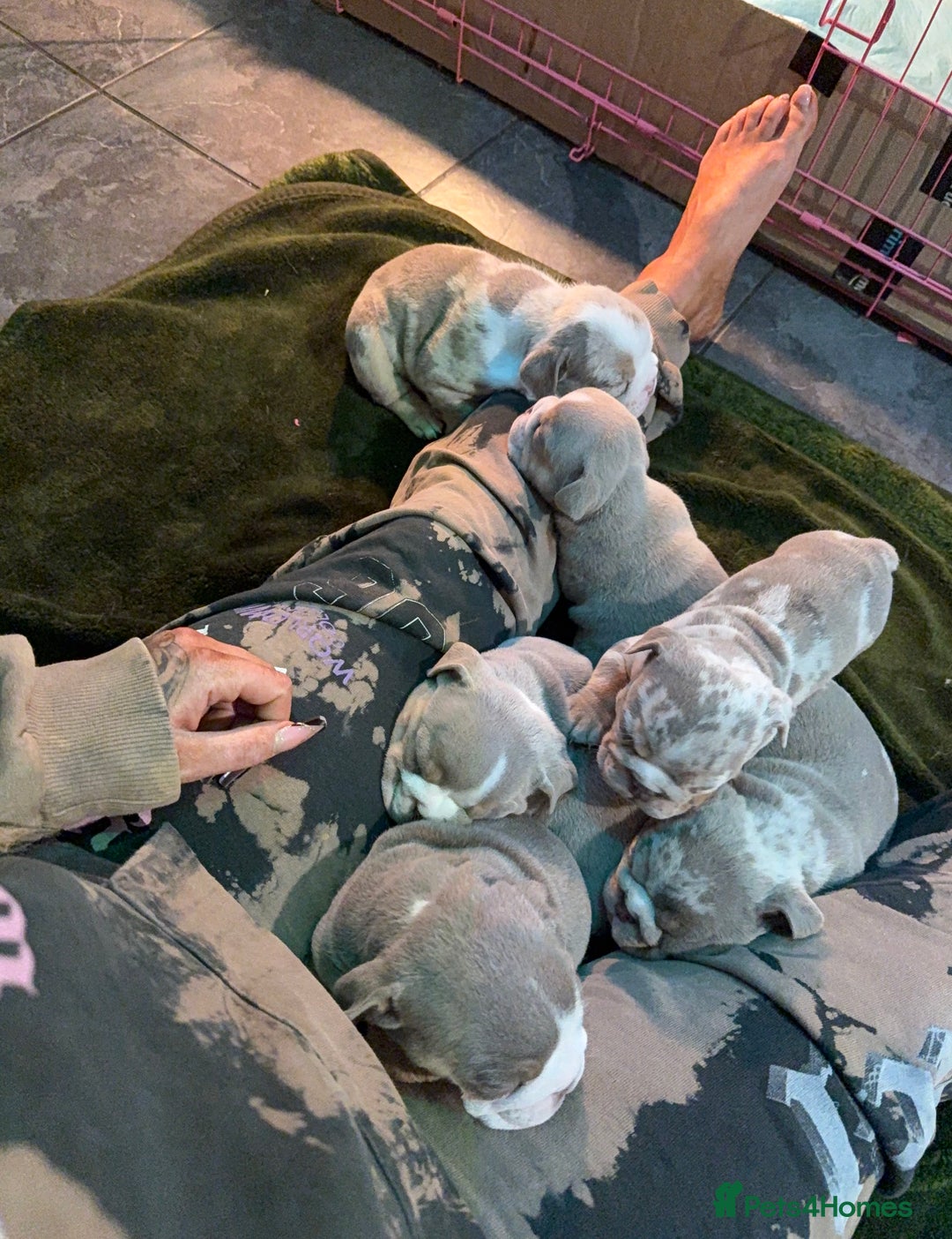 English Bulldog dogs for sale: ✨ Exceptional Bulldog Puppies Available ✨ - Advert 4