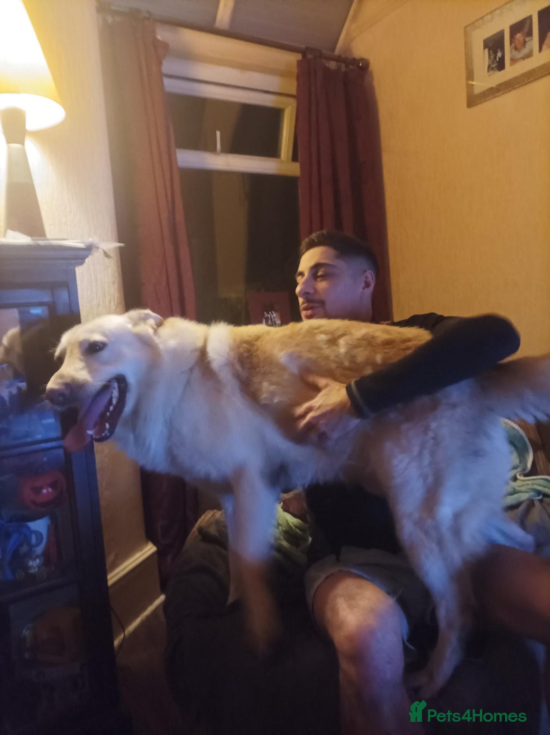 Mixed Breed dogs for sale: Northern Inuit x German shepherd puppies for sale  - Advert 17