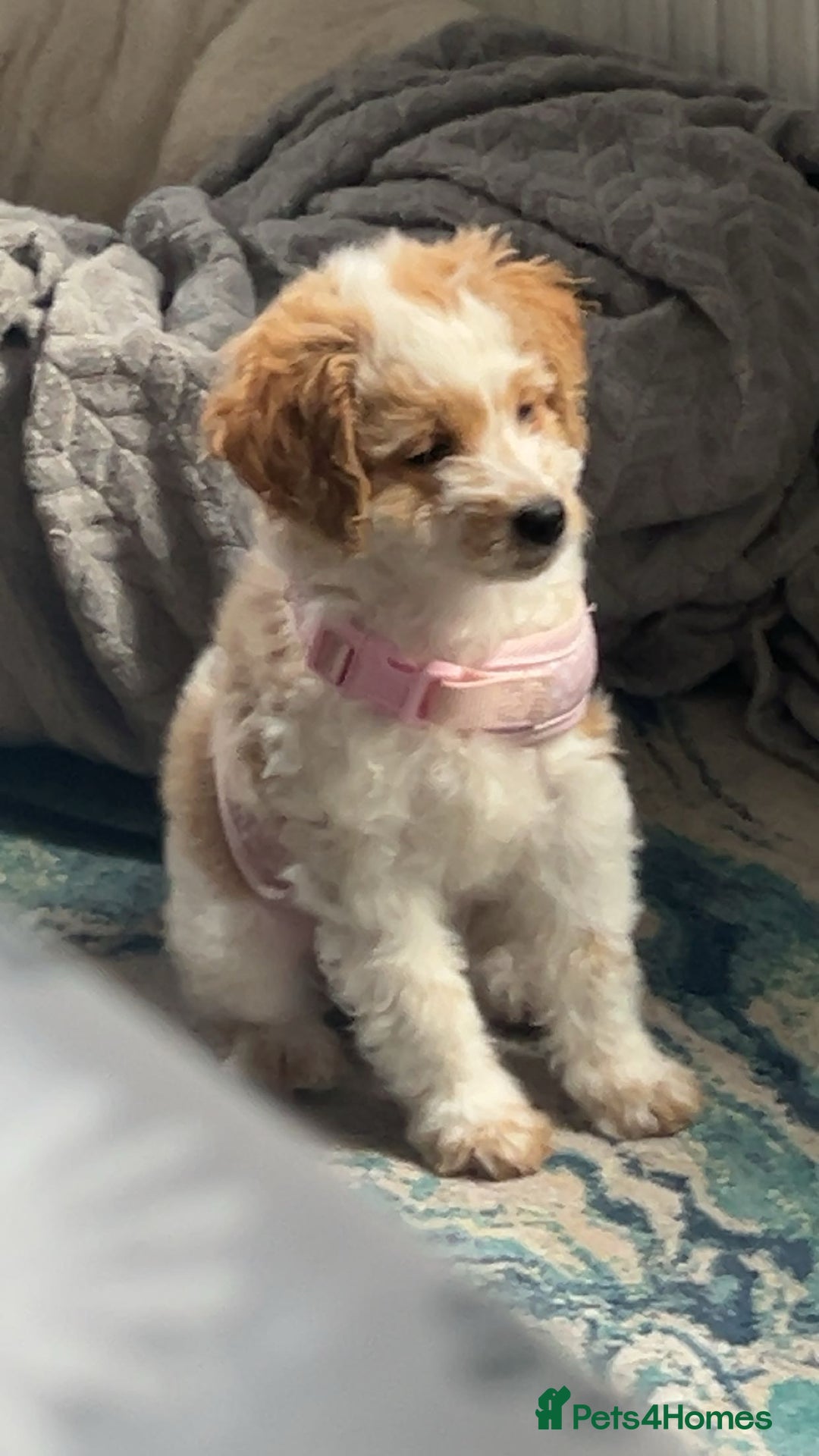 Chipoo dogs for sale: Chipoo Puppy - Advert 4