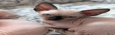 Sphynx 3