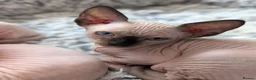 Sphynx cats for sale: Sphynx Kittens  - Advert 4