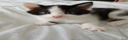 Domestic Shorthair cats for sale: Stunning litter of 4 - Advert 19