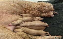 Mini Goldendoodle dogs for sale: 8 Lovingly Raised Miniature Goldendoodles  - Image 17