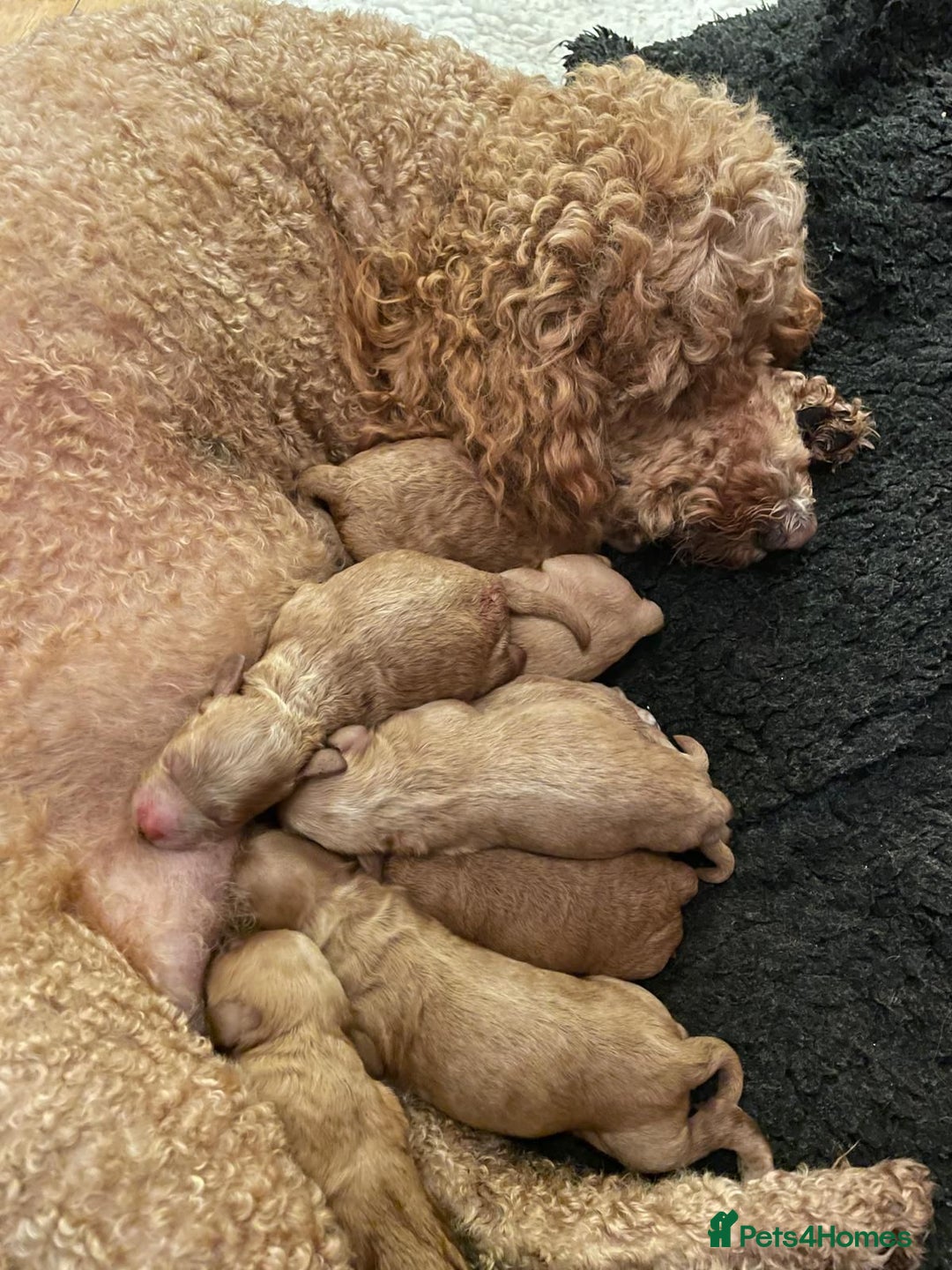 Mini Goldendoodle dogs for sale: 8 Lovingly Raised Miniature Goldendoodles  - Image 17