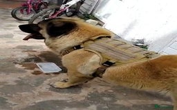 Caucasian Shepherd Dog dogs for sale: Caucasian Shepherd Female 1 Year and 10 months - Image 17