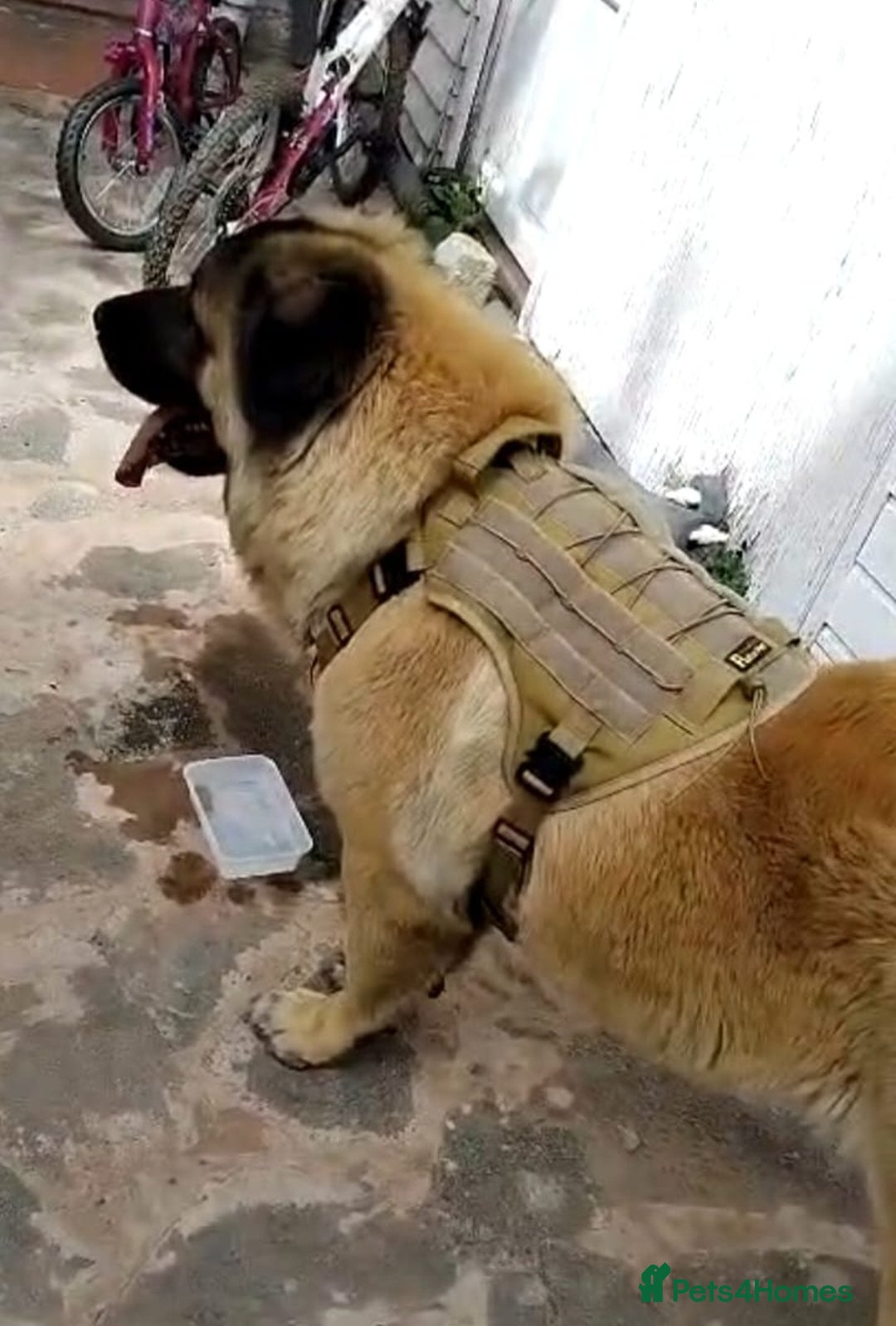 Caucasian Shepherd Dog dogs for sale: Caucasian Shepherd Female 1 Year and 10 months - Image 17