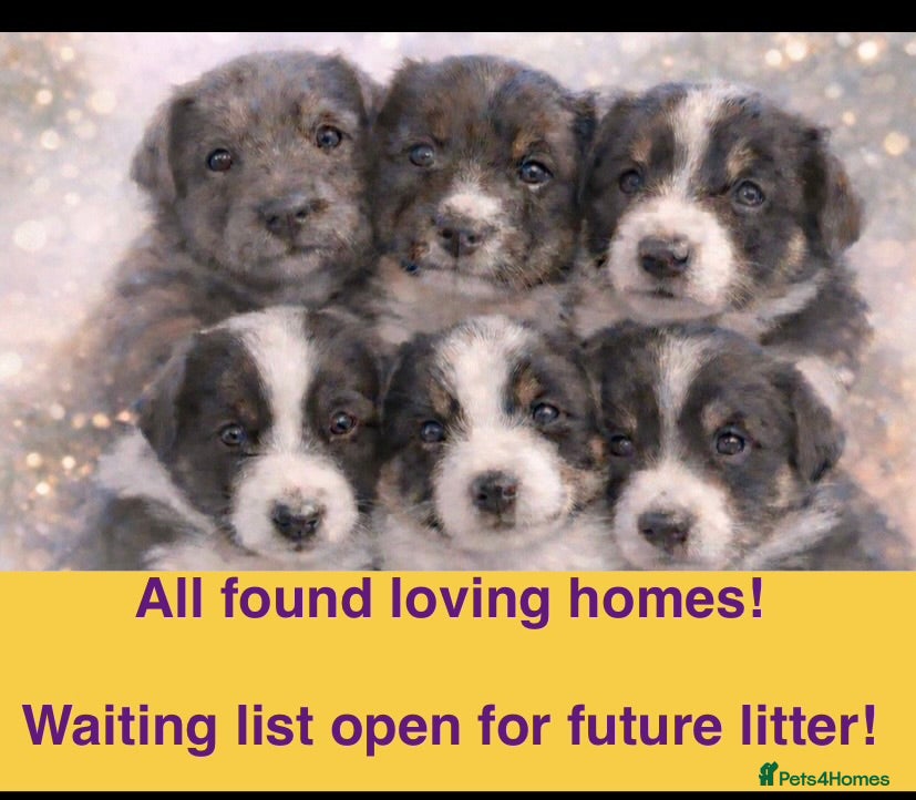 Border Collie dogs 6 gorgeous high quality Border Collie Puppies  - Advert 2