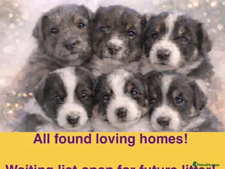 Border Collie dogs 6 gorgeous high quality Border Collie Puppies - Advert 2