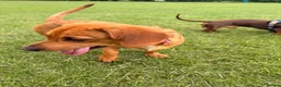Mixed Breed dogs for sale: Sweenie  - Advert 4