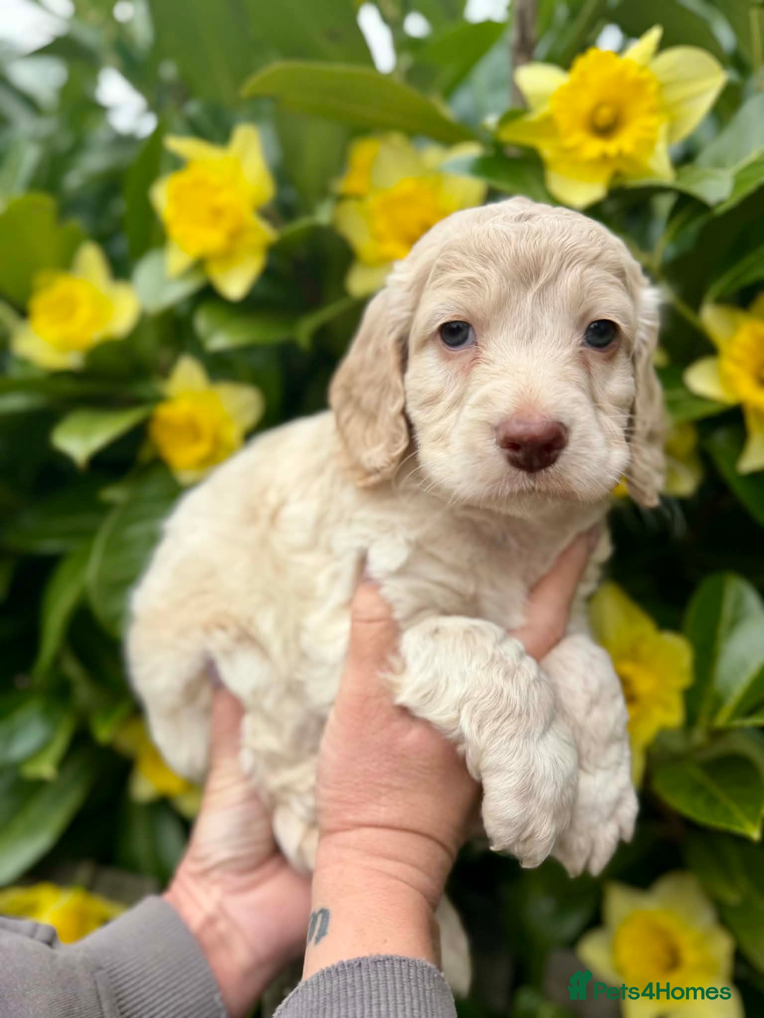 Cockapoo dogs 7 adorable F1b cockapoos stunning colours 2 sold  - Advert 1