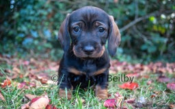 Dachshund dogs for sale: KC Standard Wire-haired Dachshund puppies - Image 8