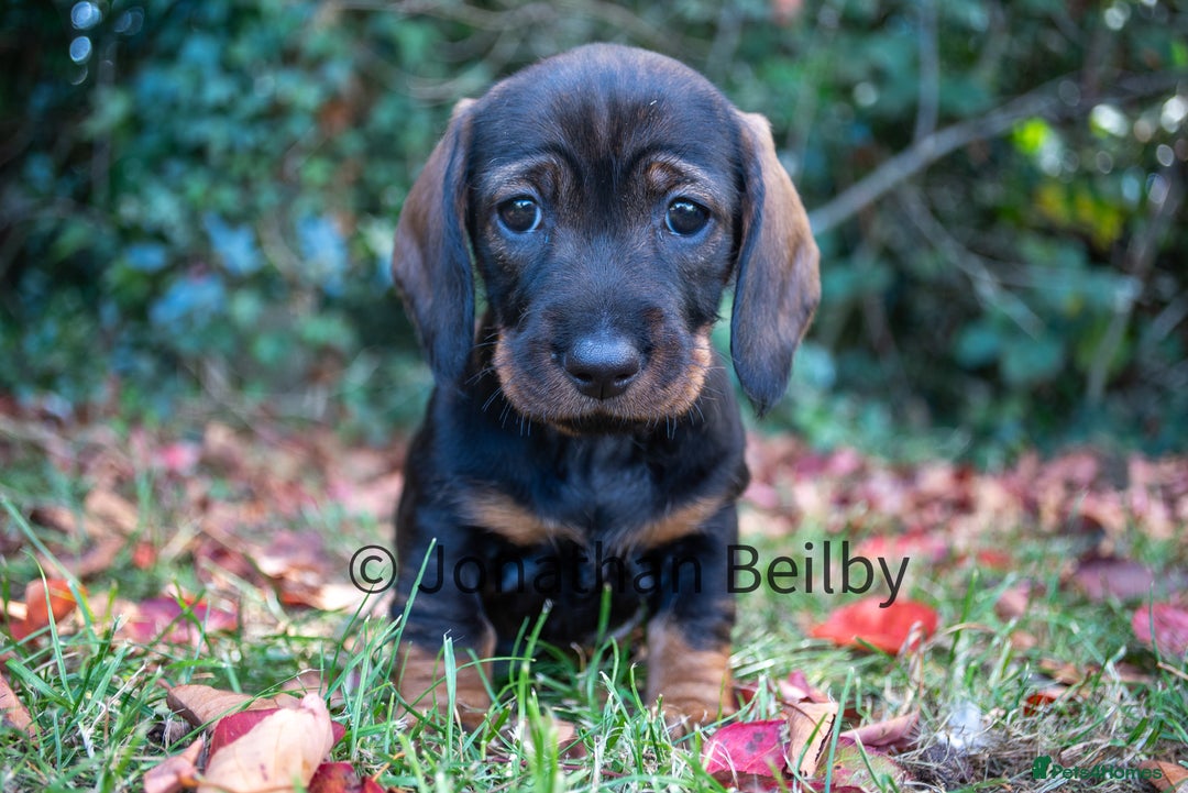 Dachshund dogs for sale: KC Standard Wire-haired Dachshund puppies - Image 8