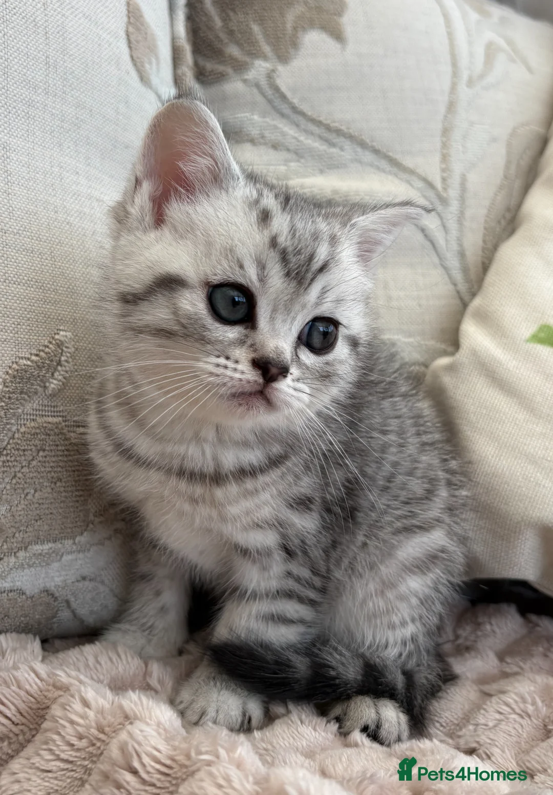 Exotic cats for sale: Exotic x kittens 2 male and 1 female silver tabbie - Advert 2