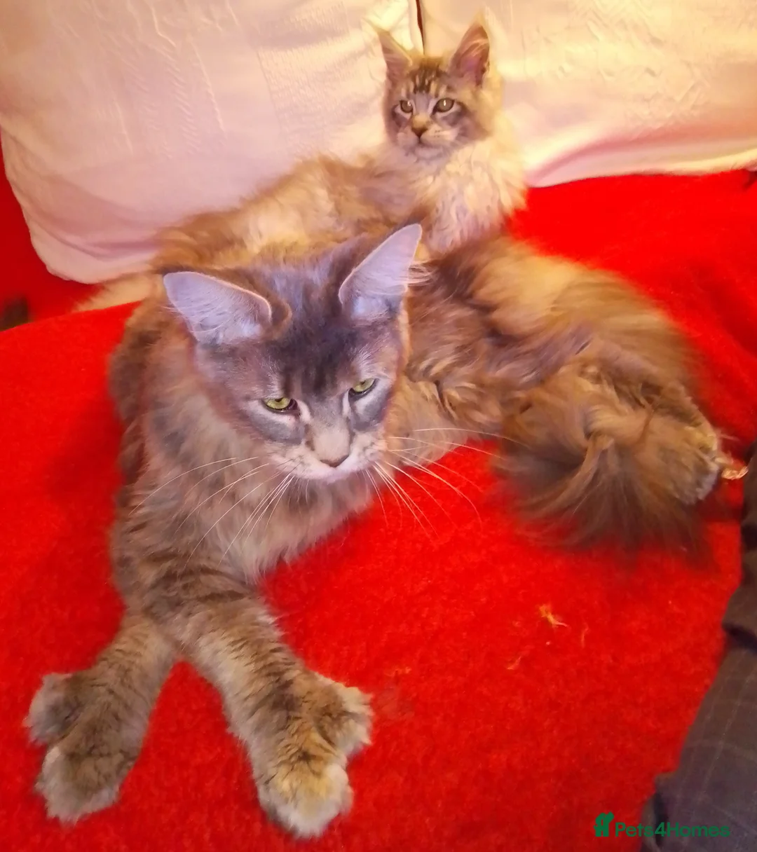 Maine Coon cats for sale: POLYDACTYL large TICA boy - collect S.WALES/SURREY - Advert 19