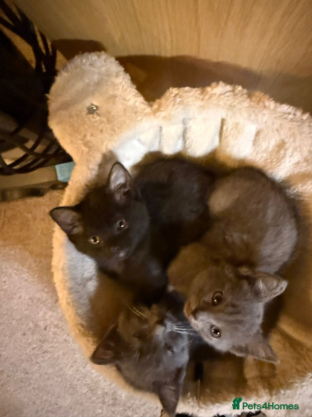 Mixed Breed cats for sale: Half ragdolls cuddly, all girls, ready now - Advert 6