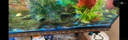 Plecos fish for sale: Green dragons and plec’s  in Taunton - Advert 7