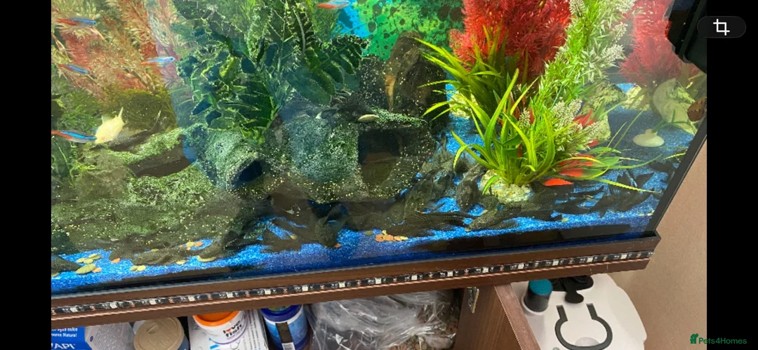 Plecos fish for sale: Green dragons and plec’s  in Taunton - Advert 7