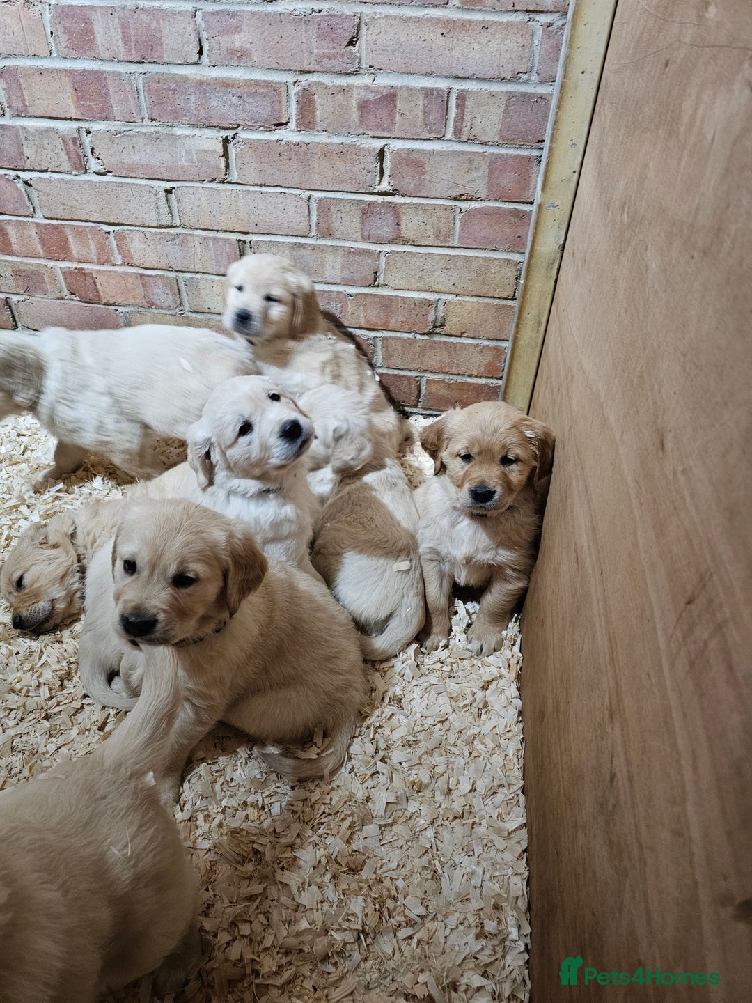 Golden Retriever dogs for sale: Golden Retriever puppy's  Ready to leave now  - Advert 5