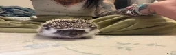 Pygmy Hedgehog rodents for sale: African Pygmy hedgehog babies for sale in Redruth - Advert 1