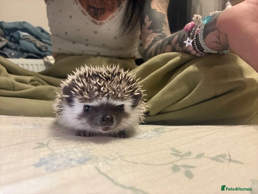 Pygmy Hedgehog rodents for sale: African Pygmy hedgehog babies for sale in Redruth - Advert 1