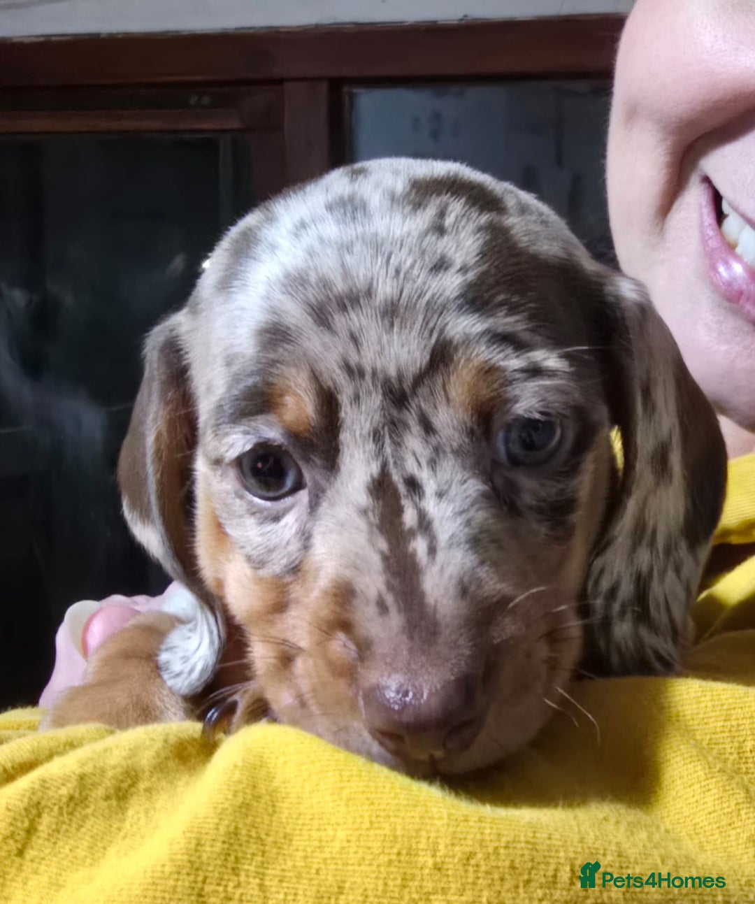 Miniature Dachshund dogs for sale: Two Beautiful Boys - Advert 30