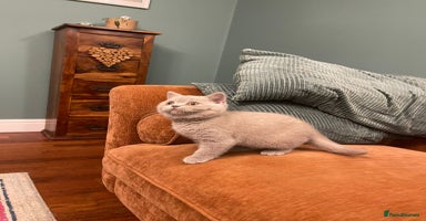 British Shorthair cats GCCF kittens  - Advert 6