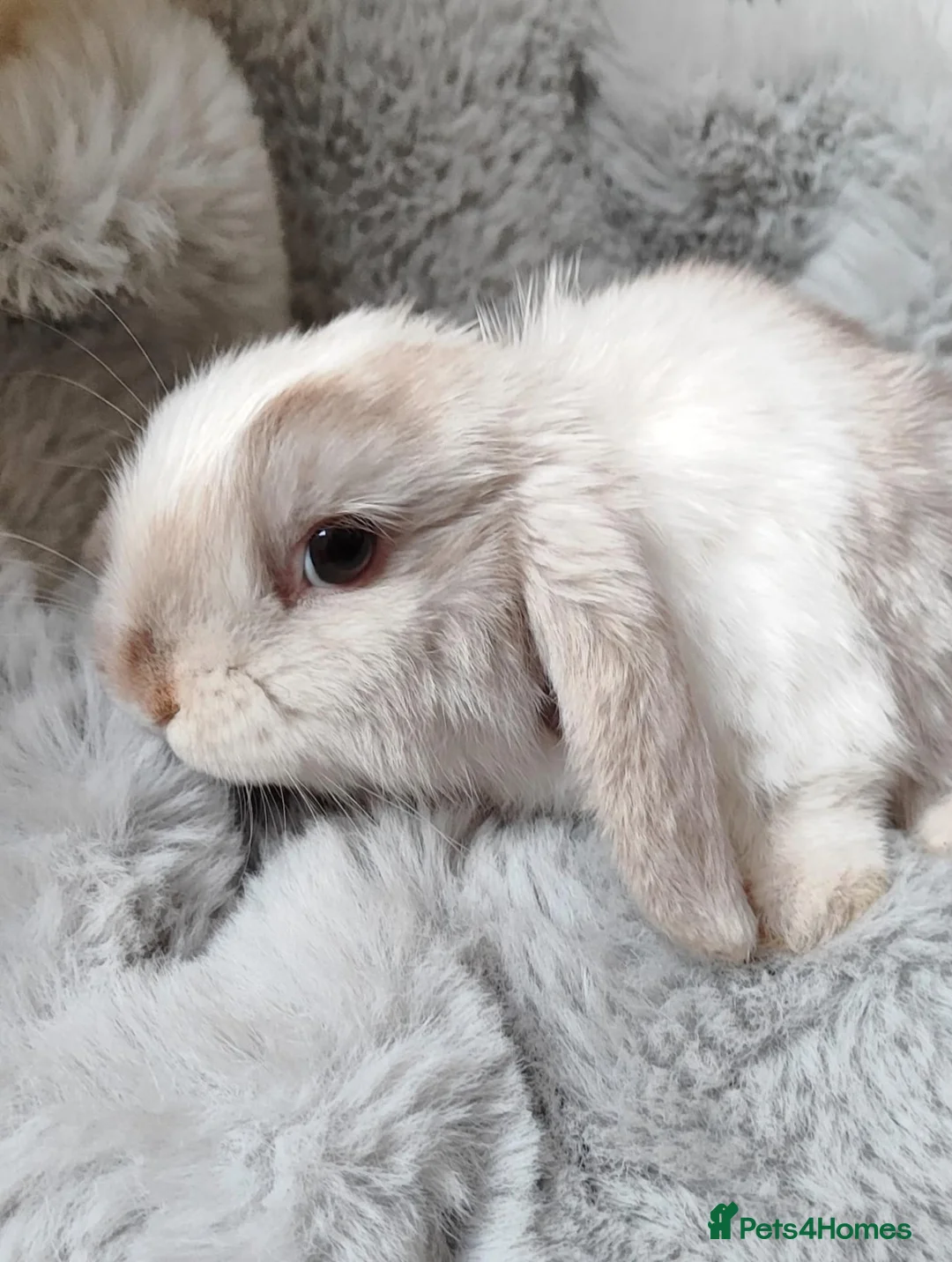 Mini Lop rabbits for sale: Beautiful mini lop - Advert 1