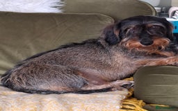 Dachshund dogs for sale: Looking to rehome hugo - Image 3