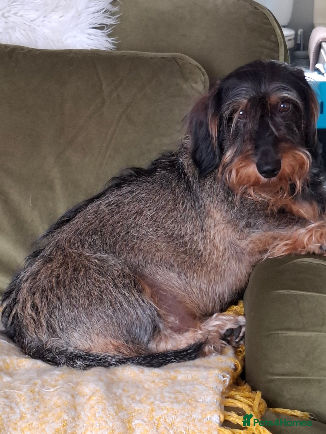 Dachshund dogs for sale: Looking to rehome hugo - Image 3