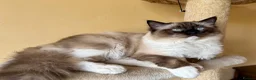 Ragdoll cats for sale: Mink & mink carrying ragdolls  - Advert 5