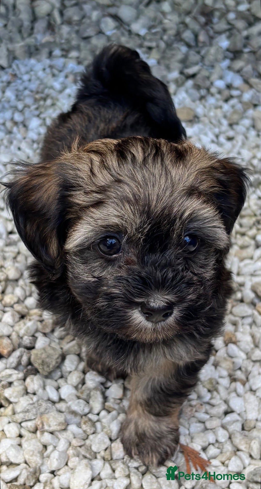 Havanese dogs 5 Pedigree Havanese Puppies - Advert 2