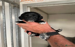 Cockapoo dogs for sale: Stunning DNA Health tested Cockapoos puppies - Image 3