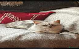 British Shorthair cats for sale: Stunning British shorthair X - Image 5