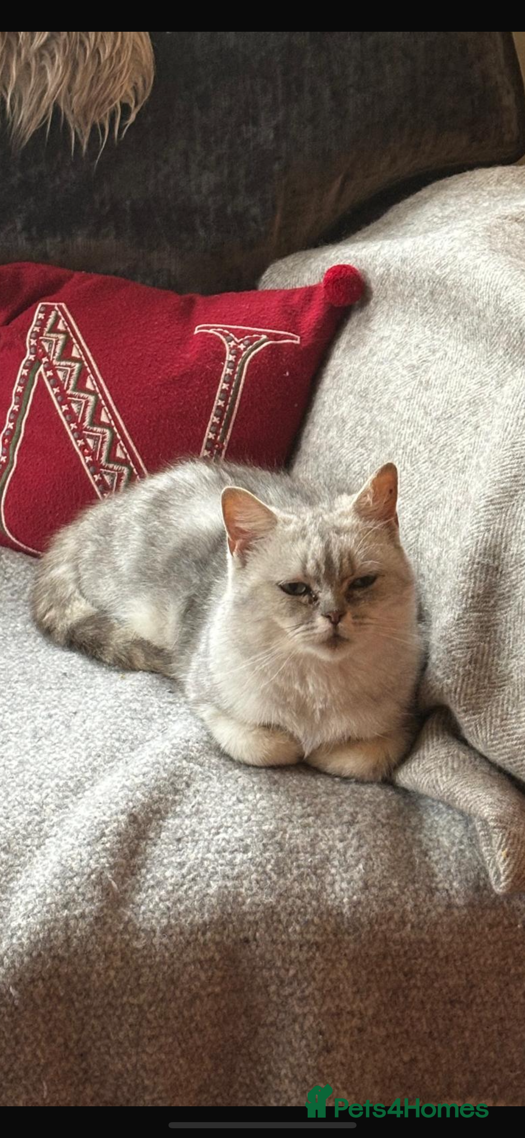 British Shorthair cats for sale: Stunning British shorthair X - Image 5
