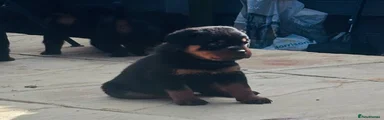 Rottweiler Puppy 1