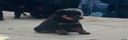 Rottweiler dogs for sale: ELITE KC REGISTERED GERMAN ROTTWEILER PUPPIES  - Advert 33