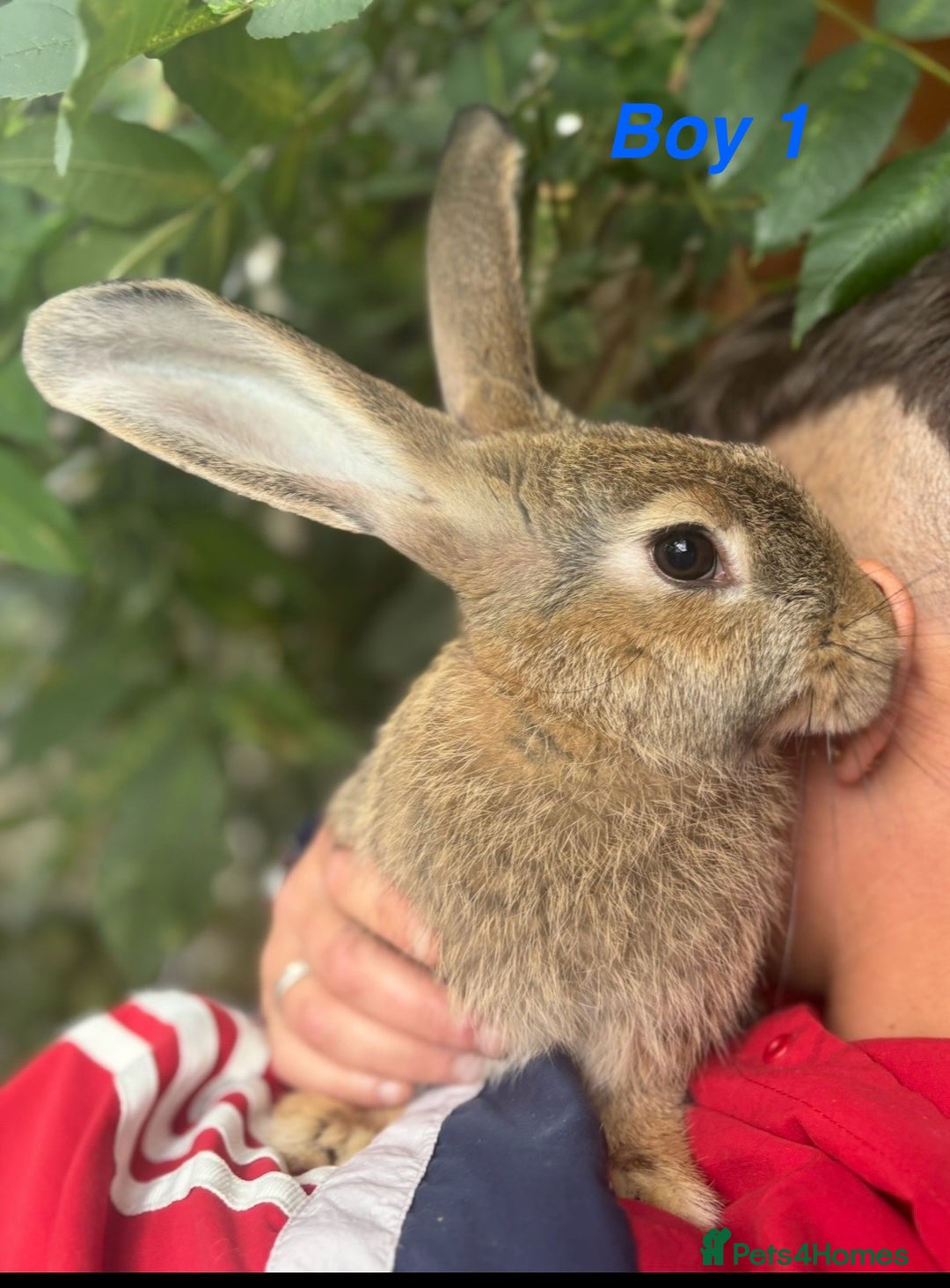 Continental Giant rabbits for sale: 7 beautiful Continental Giant - Image 4