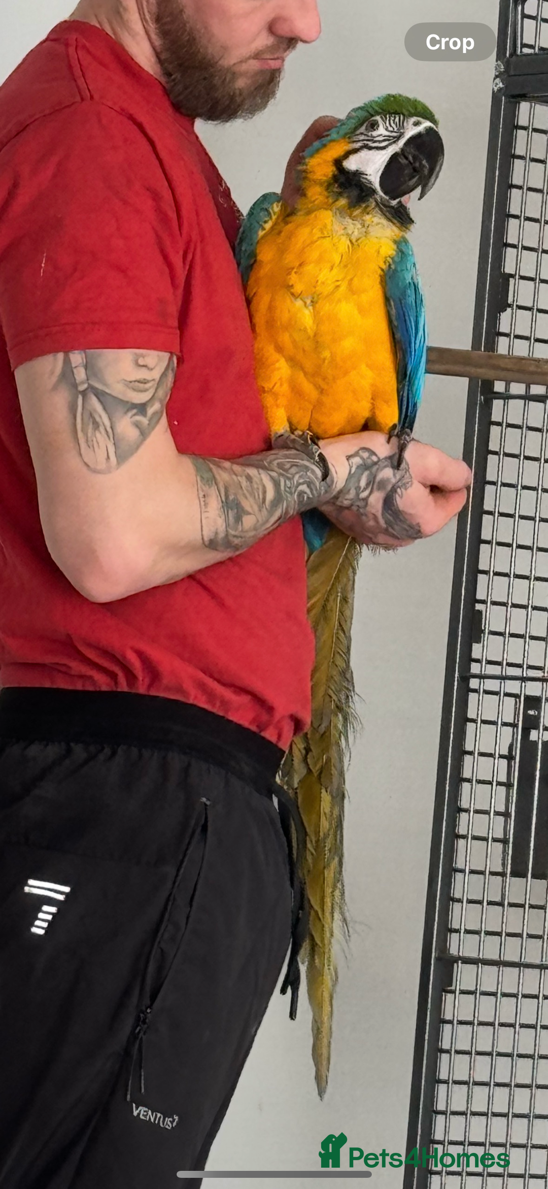Macaws birds for sale: Blue & gold macaw for sale - Image 4