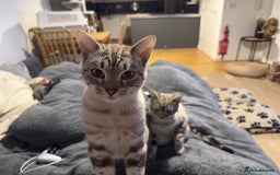 Bengal cats for sale: Buzz and Woody - Image 14