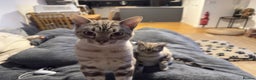 Bengal cats for sale: Buzz and Woody - Advert 12