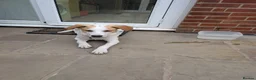 Mixed Breed dogs for adoption: 🌿 Meet Milo – Your Next Adventure Buddy! 🐾 - Advert 8