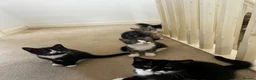 Mixed Breed cats for sale: 4x kittens for sale - Advert 4