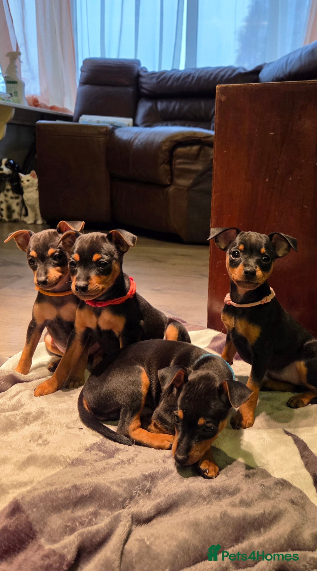 Miniature Pinscher dogs for sale: KC Registered 6 Pure Miniature Pinscher litter - Advert 6