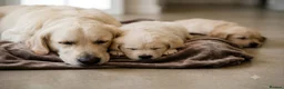 Golden Retriever dogs for sale: Adorable Golden Retriever Puppies for Sale! - Advert 1