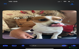 Mixed Breed dogs for sale: Jack Russell dachshund poodle mix - Image 5