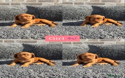 Cocker Spaniel dogs for sale: 6 beautiful red working cocker spaniels  - Image 5