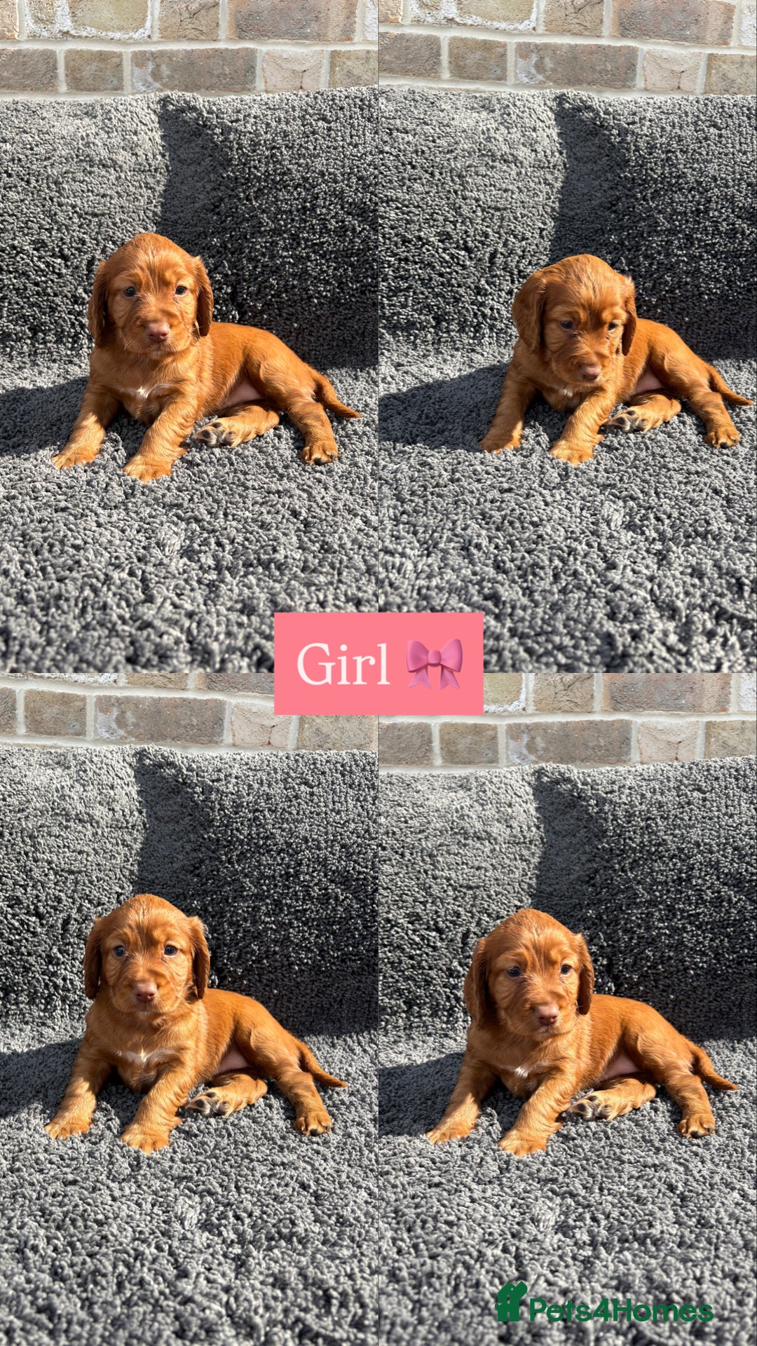 Cocker Spaniel dogs for sale: 6 beautiful red working cocker spaniels  - Image 5