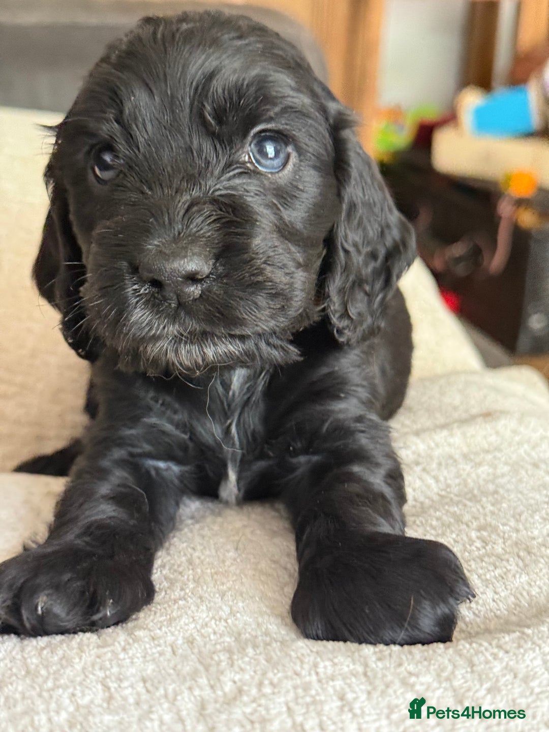 Cocker Spaniel dogs for sale: KC Reg Show cocker spaniel pups - Image 10