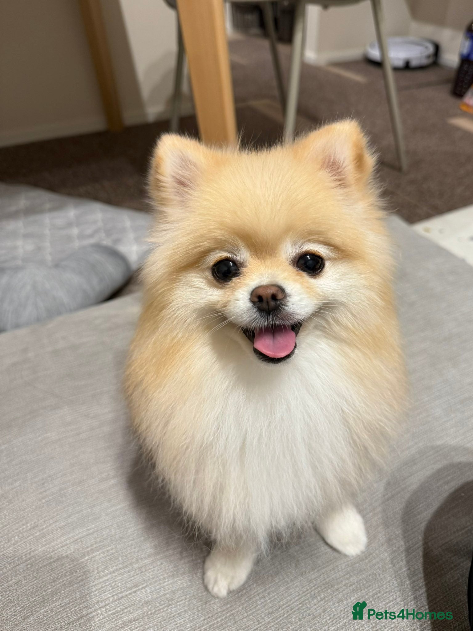 Pomeranian dogs Gorgeous mini Pom girl - Advert 1