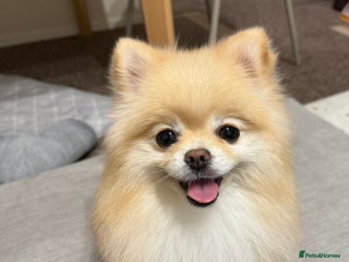 Pomeranian dogs Gorgeous mini Pom girl - Advert 1